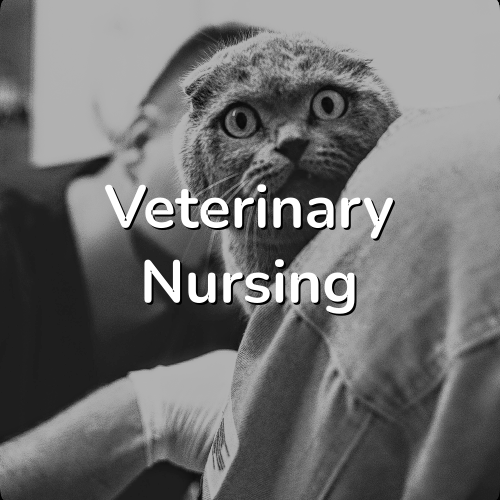 Veterinary Nursing